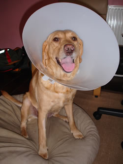 ConeofShame.jpeg